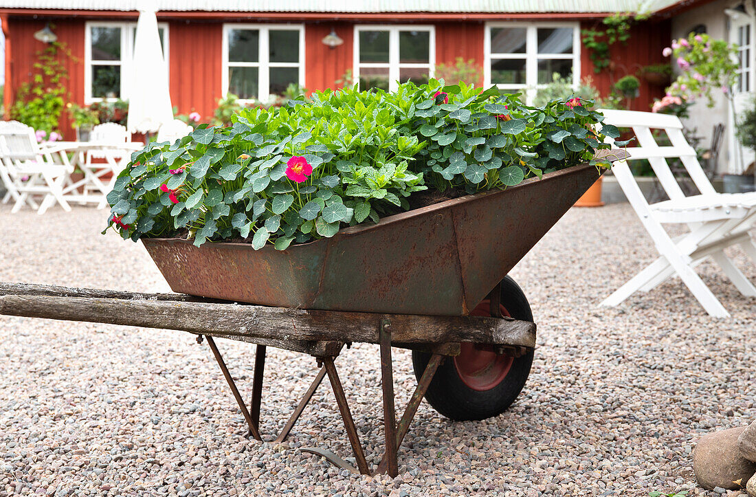 Alte Schubkarre mit Petunien vor rotem Holzhaus und weißen Gartenstühlen