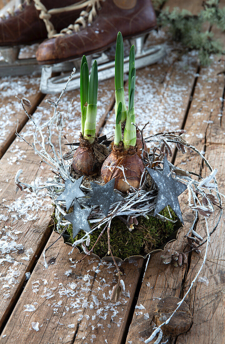 Daffodils (Narcissus) growing with star decoration on a wooden background