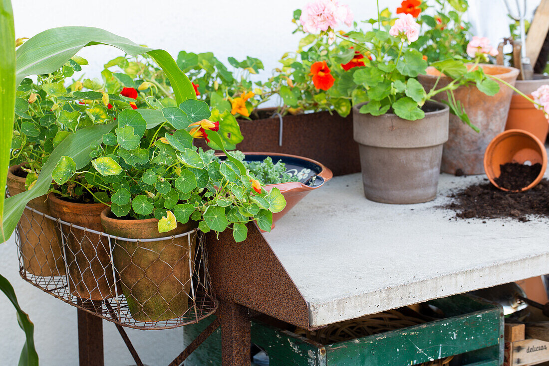 Flowering nasturtiums in pots on a potting table