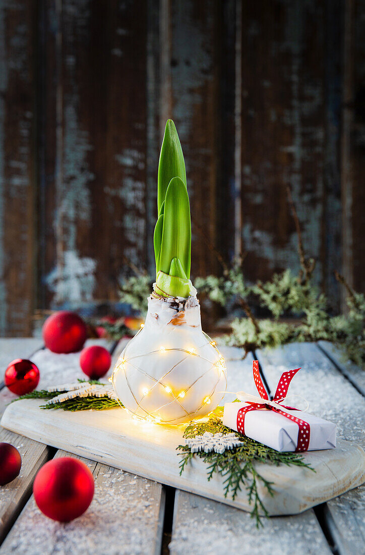 Hyazinthe in Glühbirnenvase mit Lichterkette, Geschenk und Weihnachtskugeln