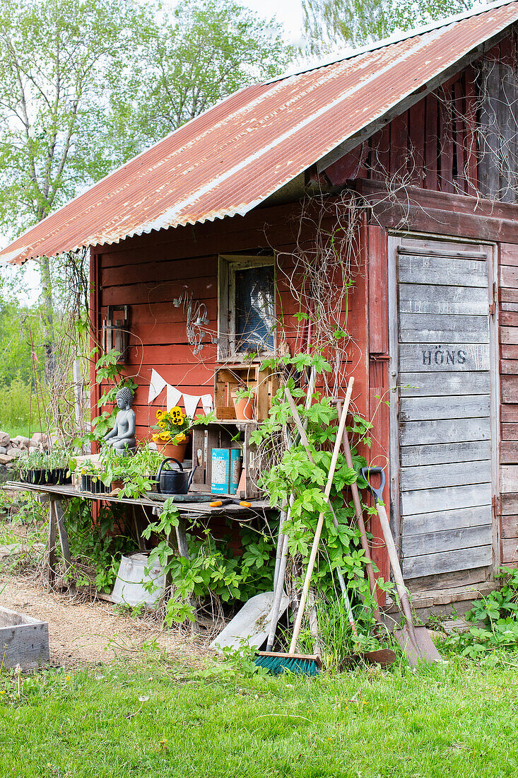 Rustic garden corner with tools and plants next to wooden shed