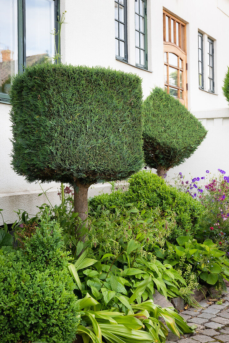 Trimmed box trees with flower bed in front of white house front