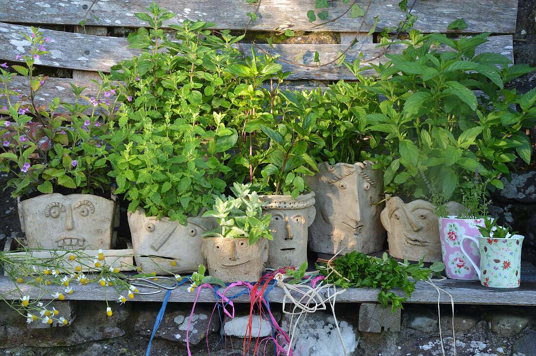 Pots with different kinds of mint