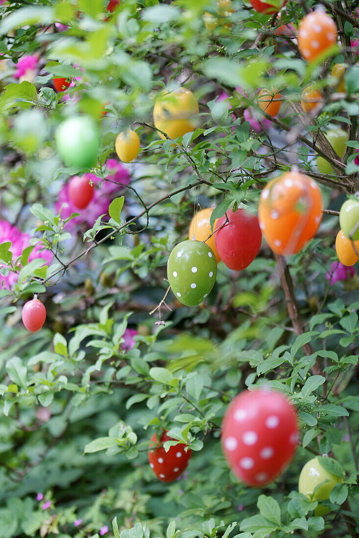 Colorful Easter eggs hanging from branches in the garden