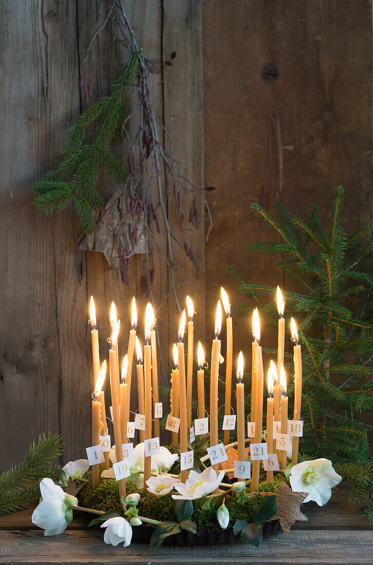 Adventskranz aus Moos mit 24 Honigpeitschen-Kerzen und Christrosen