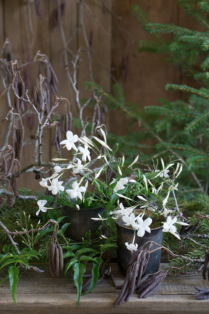 Winter jasmine (Jasminum polyanthum) in a silver cup