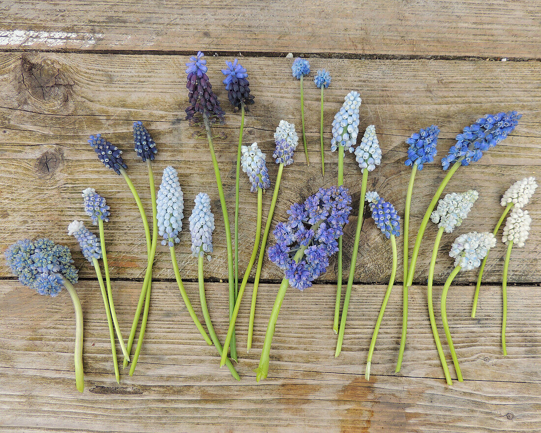 Different kinds of hyacinths on a wooden surface