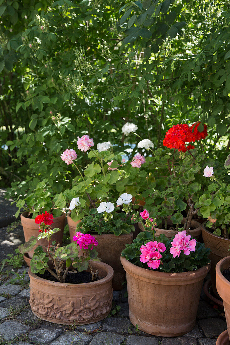Geraniums in flower pots in the garden