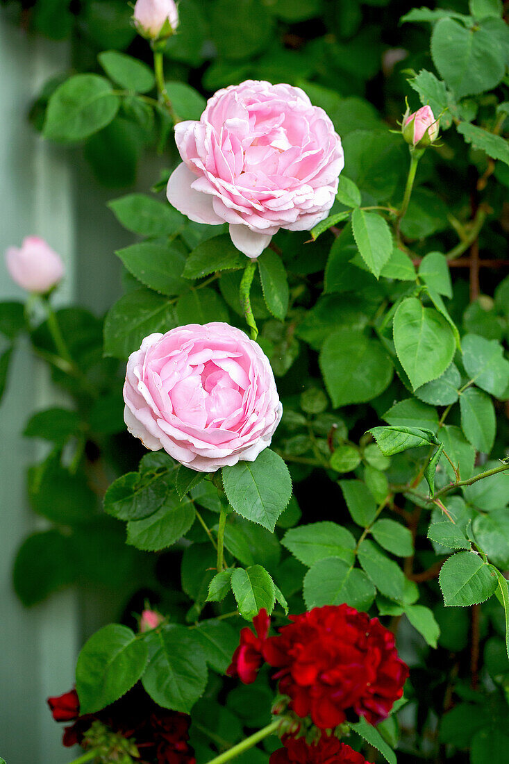 Climbing English rose 'Constance Spry' and geranium