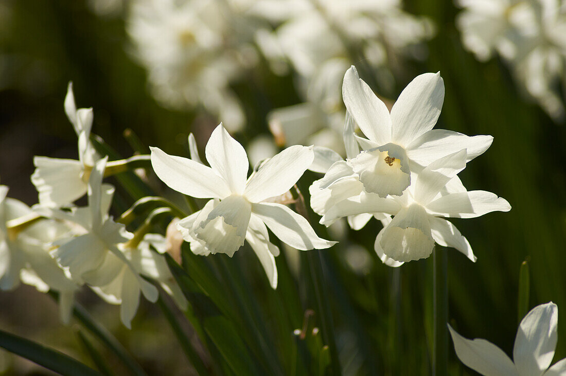 White daffodils (Narcissus poeticus) in the garden