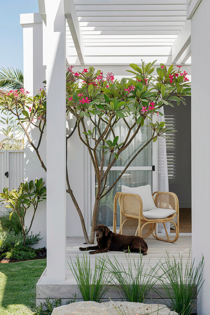 Covered terrace with rattan chairs, oleander, and dog