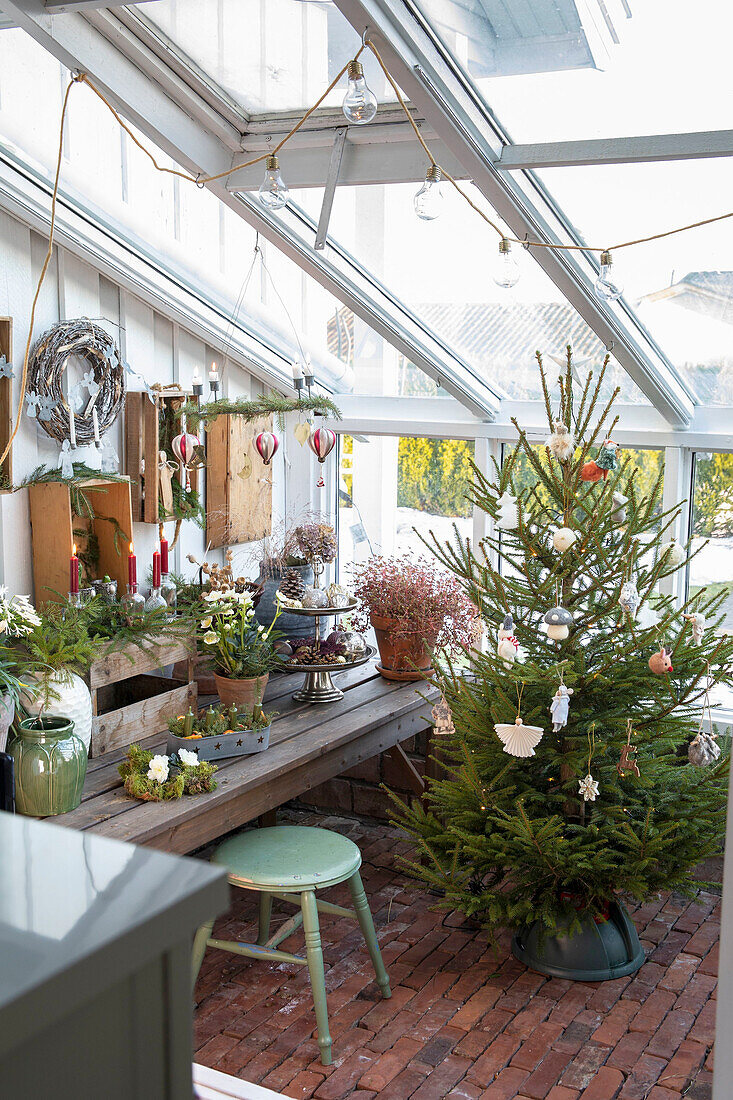 Winter garden with Christmas decorations and fir tree
