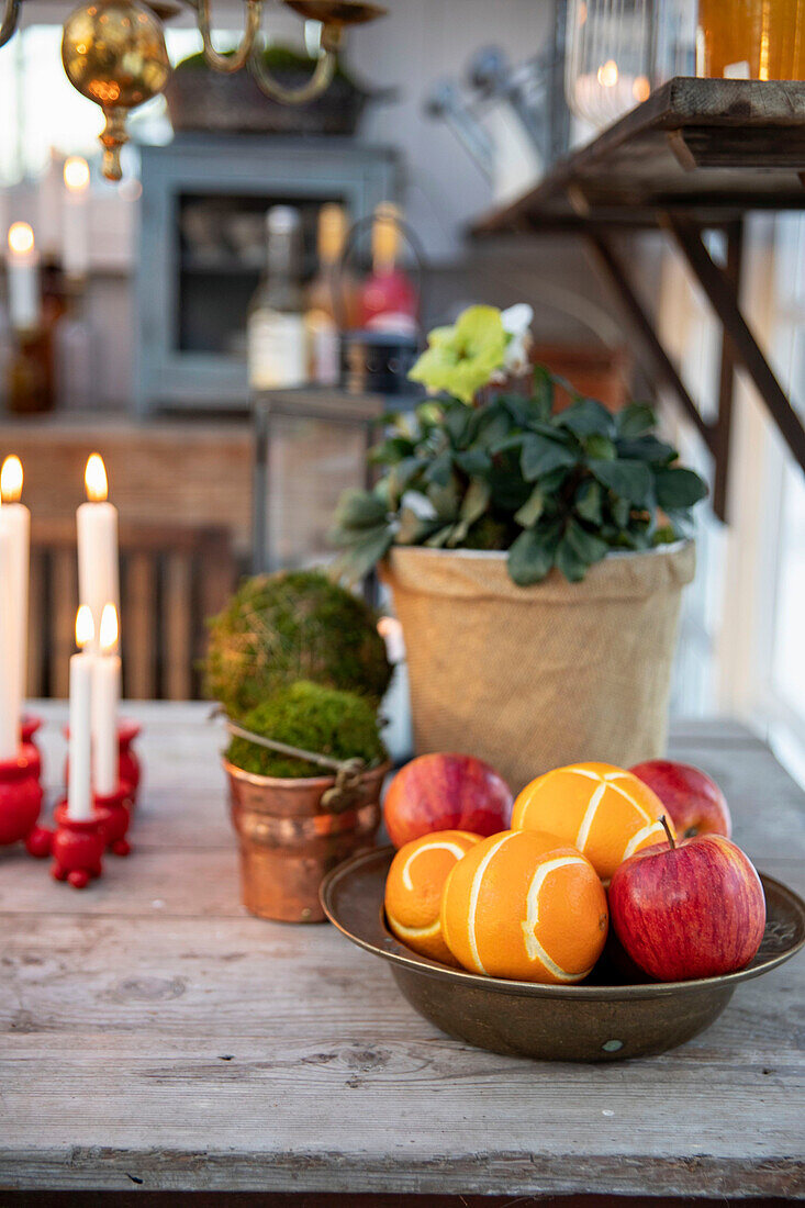 Obstschale mit Orangen und Äpfeln vor Christrose im Topf