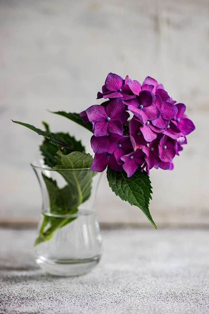 Nahaufnahme von lila Hortensienblüten (Hydrangea) in Vase