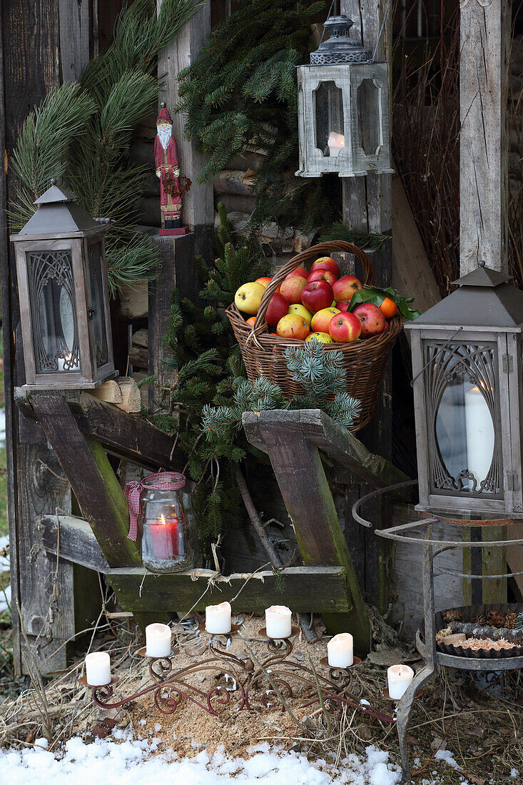Winter still life with apples, fir branches, and lanterns