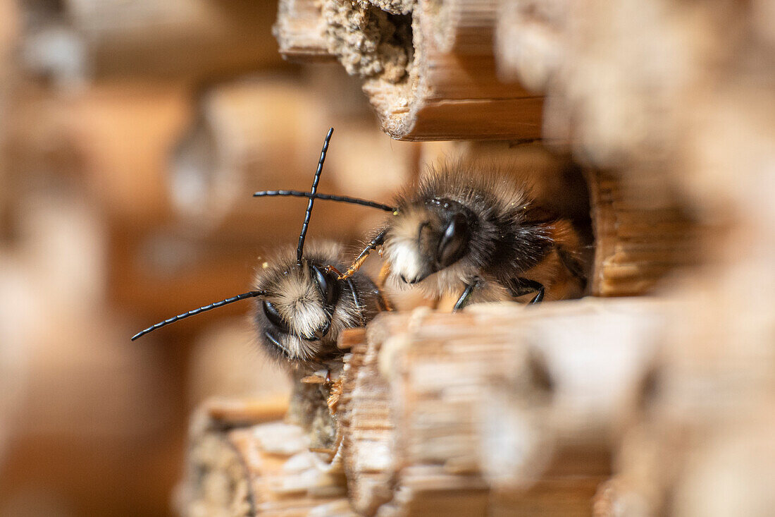 Insect hotel (close up)