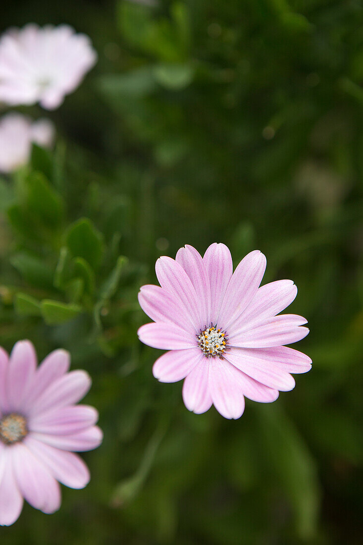 Flowering Pallenis maritima (Asteriscus maritimus)