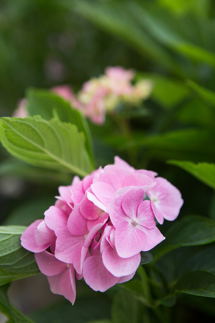 Pink flowering hydrangea (Hydrangea)