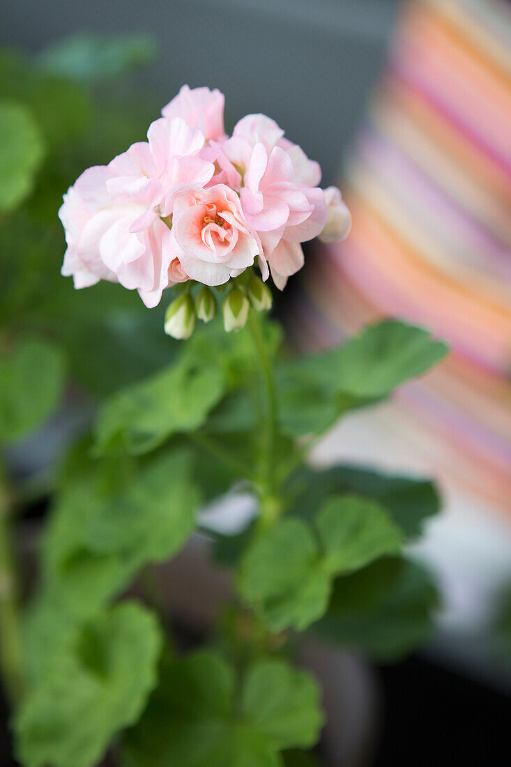 Pink flowering geranium (Pelargonium) 'Marbacka