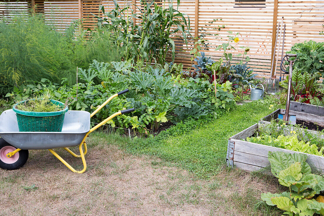 Vegetable garden with wheelbarrow and freshly harvested herbs