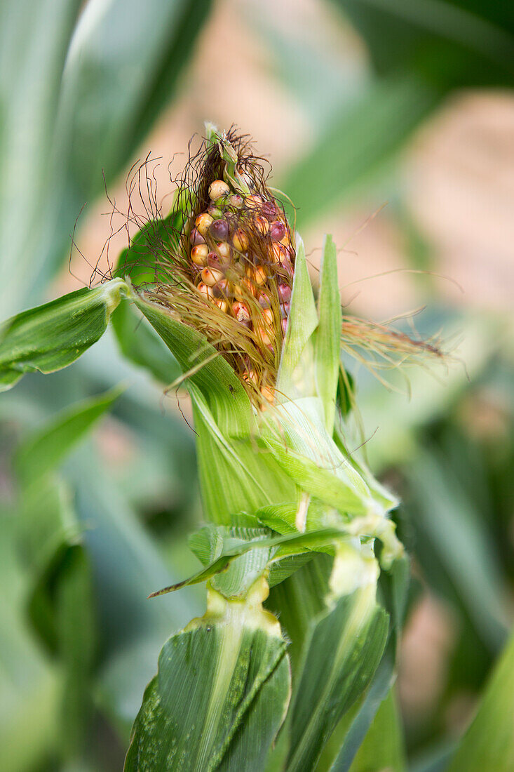 Immature maize plant with incompletely developed cobs in the garden