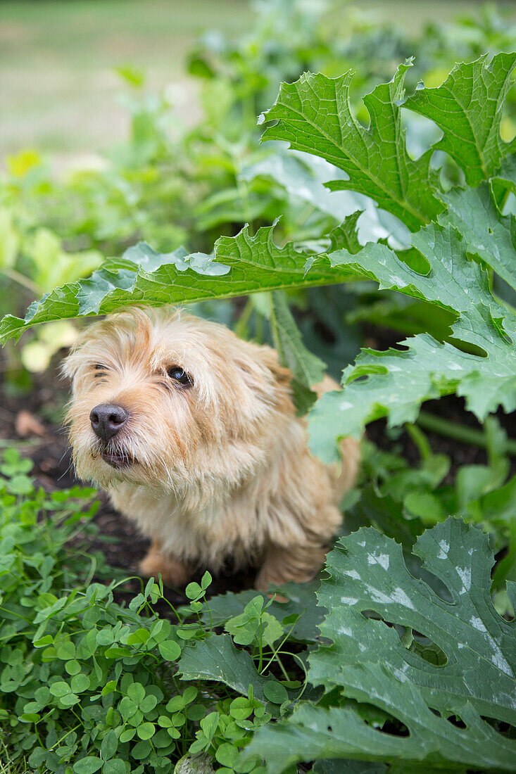 Kleiner Hund inmitten von Zucchinipflanzen im Garten