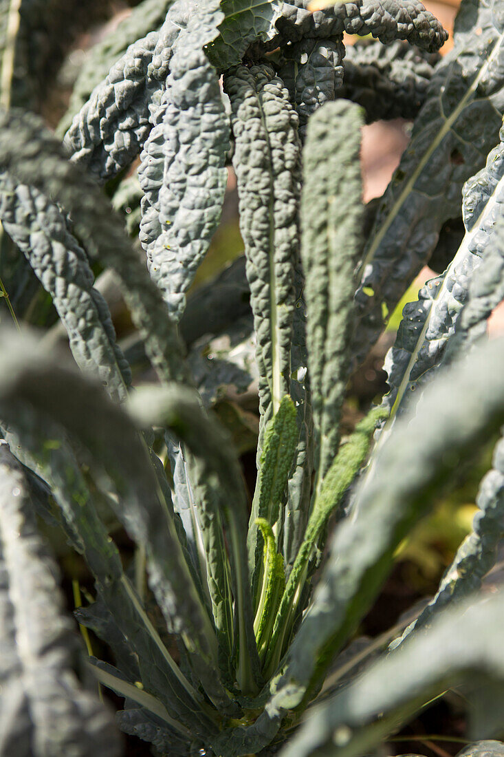 Palm kale (Brassica oleracea var. palmifolia) in the garden bed