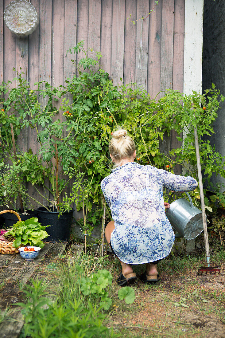 Gardening: Woman watering tomato plants on a wooden wall