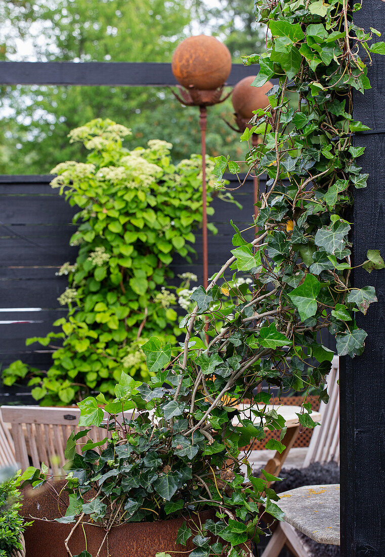 A rusty, recycled old tin barrel with ivy on the terrace