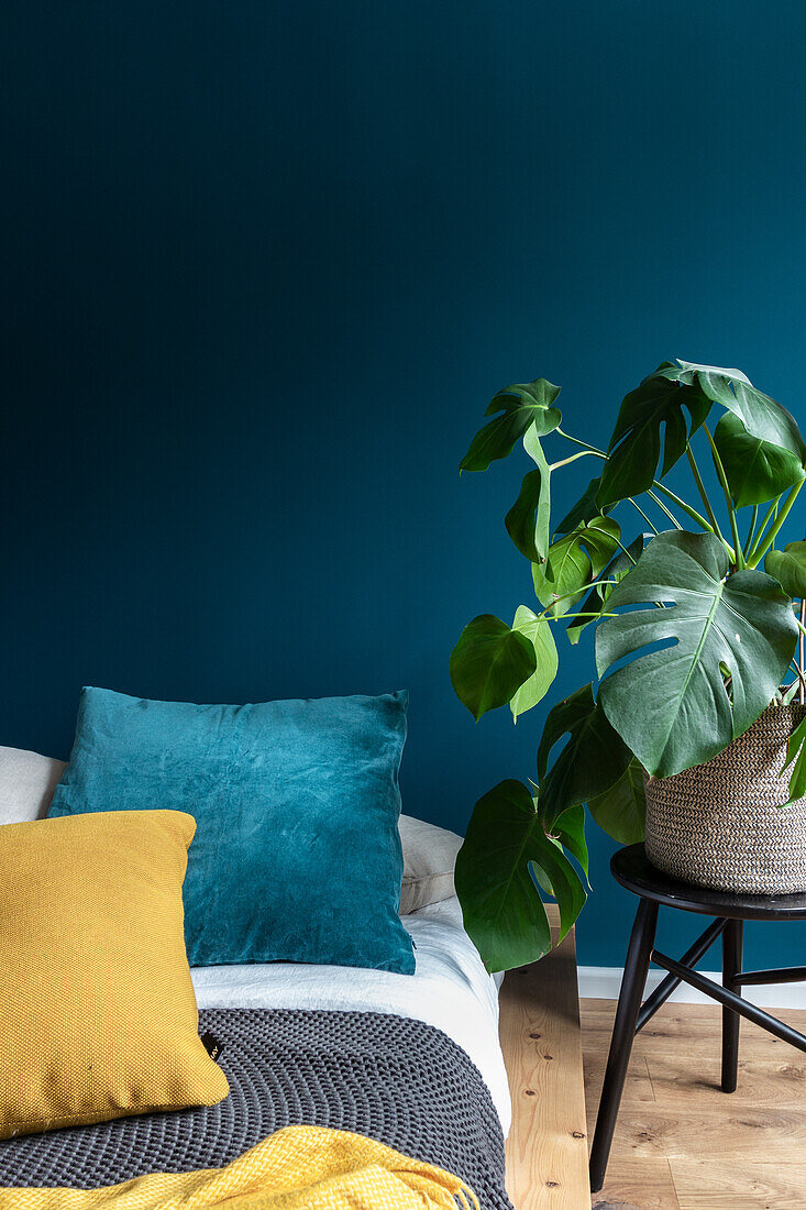 Monstera next to bed in bedroom with blue wall