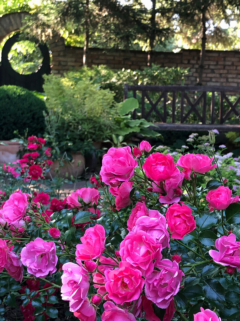 Blühende Rosen im Garten, im Hintergrund alte Gartenbank