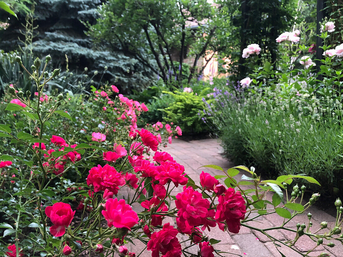 Rose garden with paved path