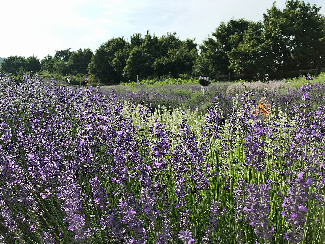 Flowering lavender field (Lavandula angustifolia) with butterfly