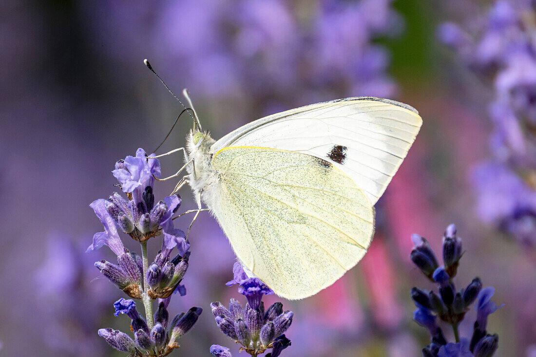 Kohlweißling auf einer Lavendelblüte, Schmetterling