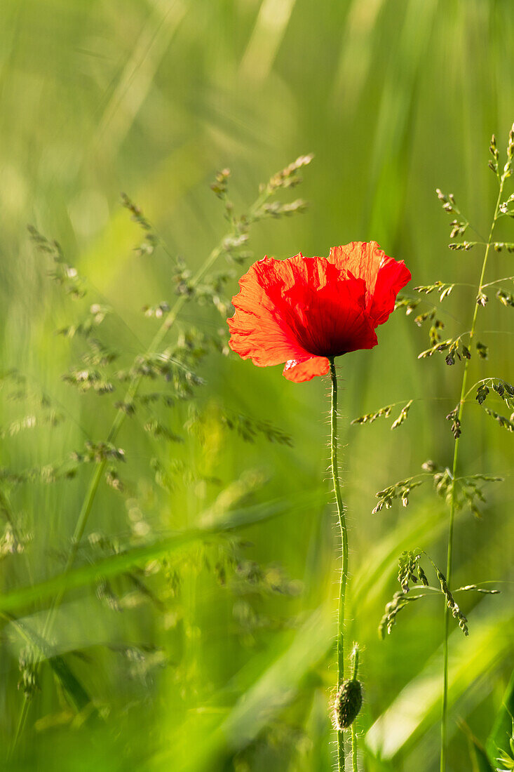 Red poppy blossom surrounded by grasses