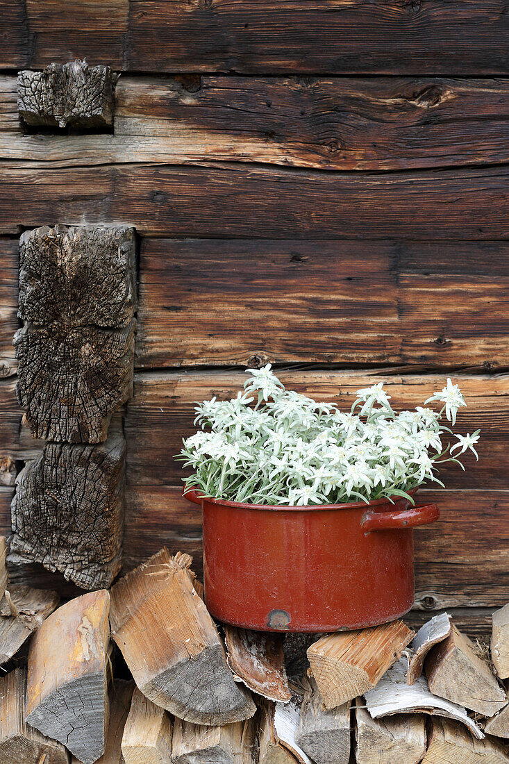 Edelweiss in a pot