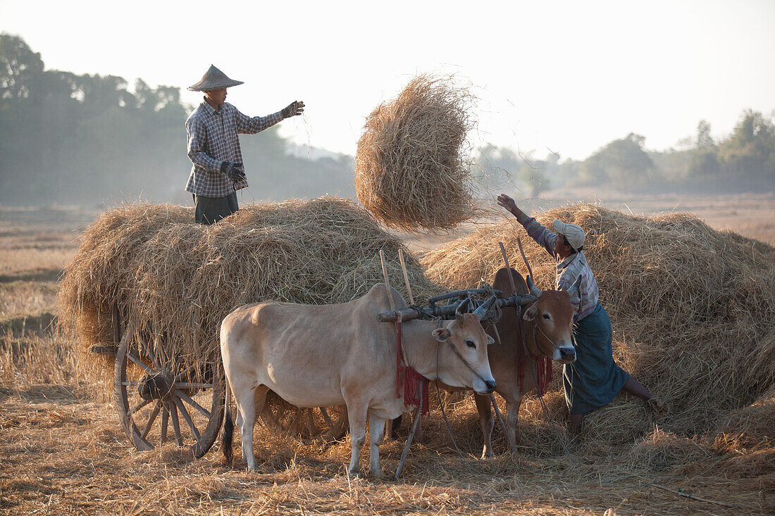 Hay harvest in Myanmar