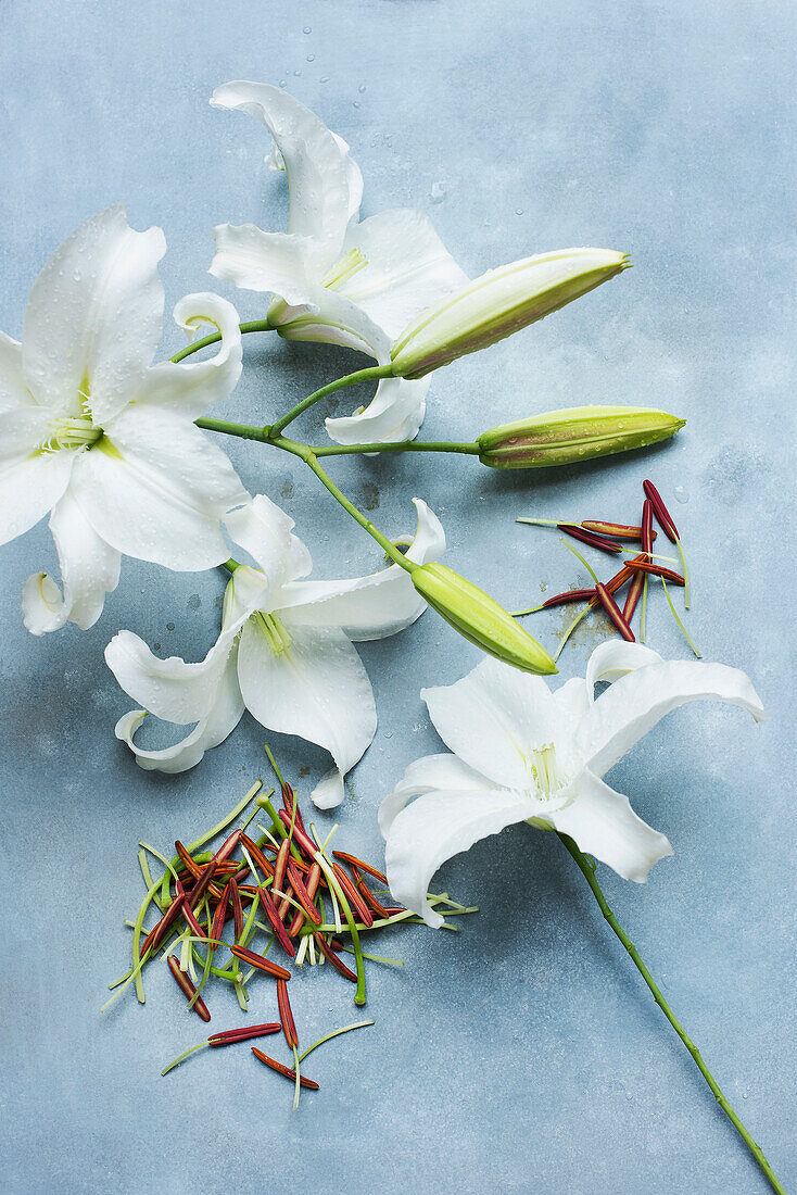 Weiße Lilien mit geschnittenen Staubgefäßen