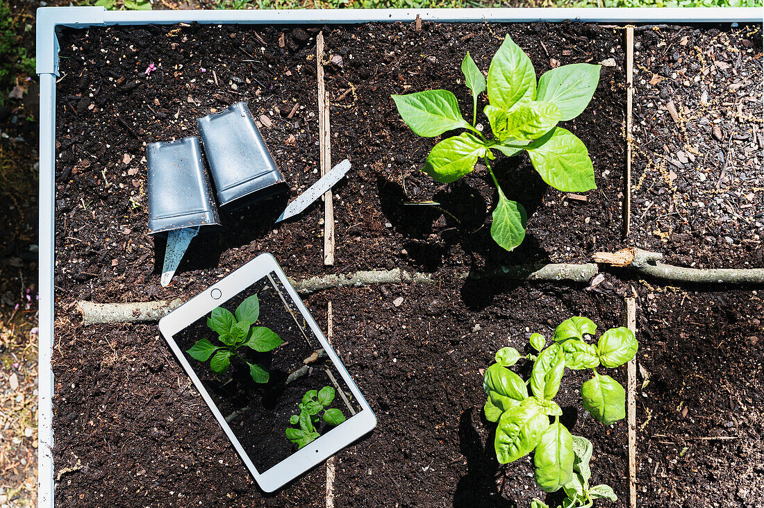 Digital tablet and seedlings