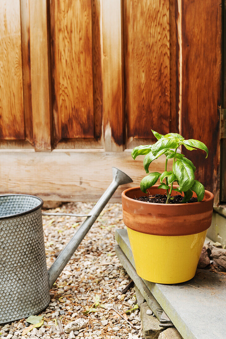 Potted basil and watering can