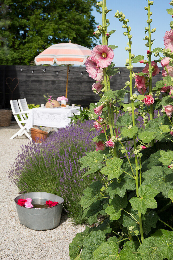 Stockrosen und blühender Lavendel im Innenhof, im Hintergrund Tisch mit Stühlen unter Sonnenschirm