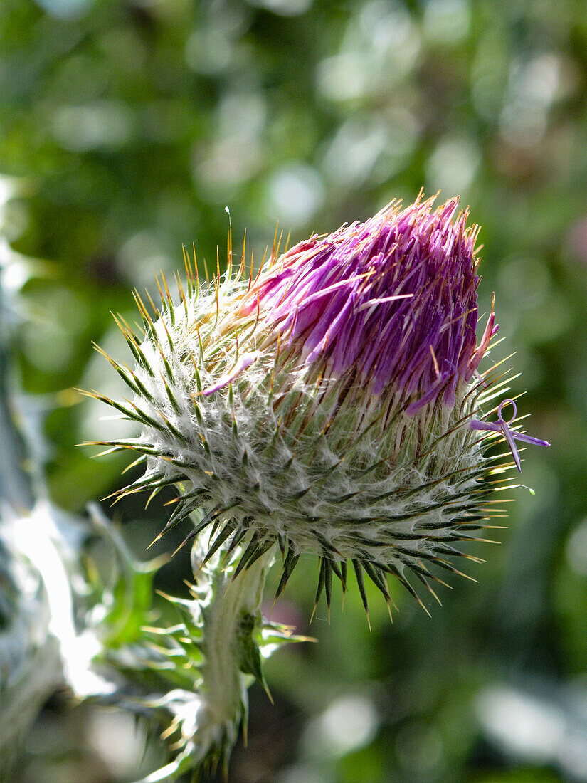 Gemeine Kratzdistel, (Cirsium vulgare ), Knospe