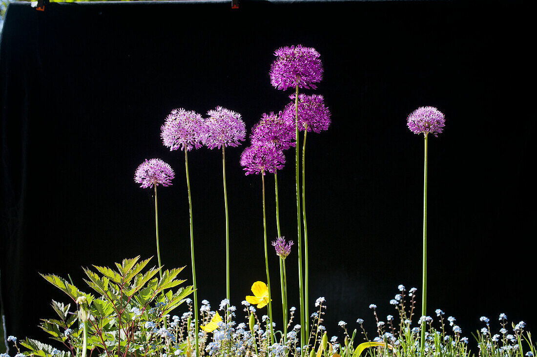 Zierlauch (Allium), Sternkugellauch, Blüten im Garten
