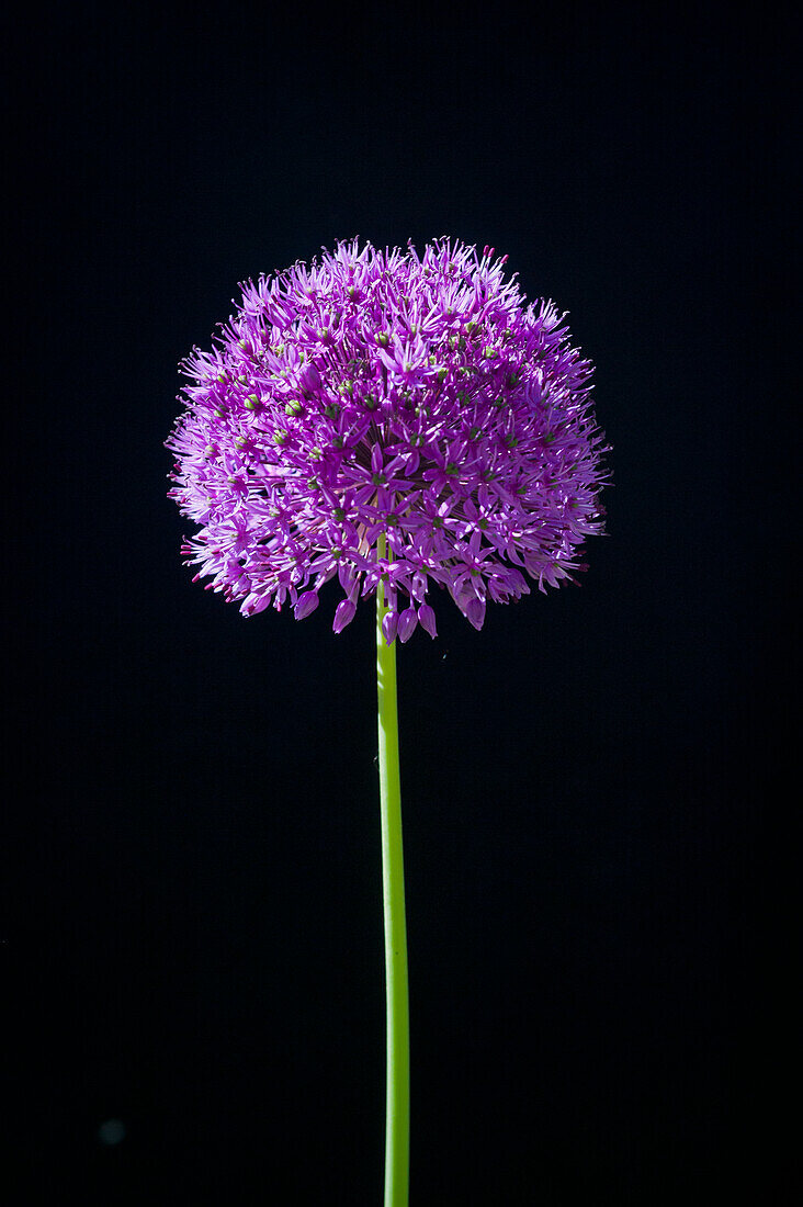 Ornamental leek (Allium), single flower, Allium Globemaster