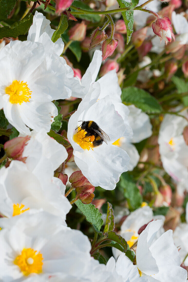Salbeiblättrige Zistrose (Cistus Salviifolius), Blüten mit Biene