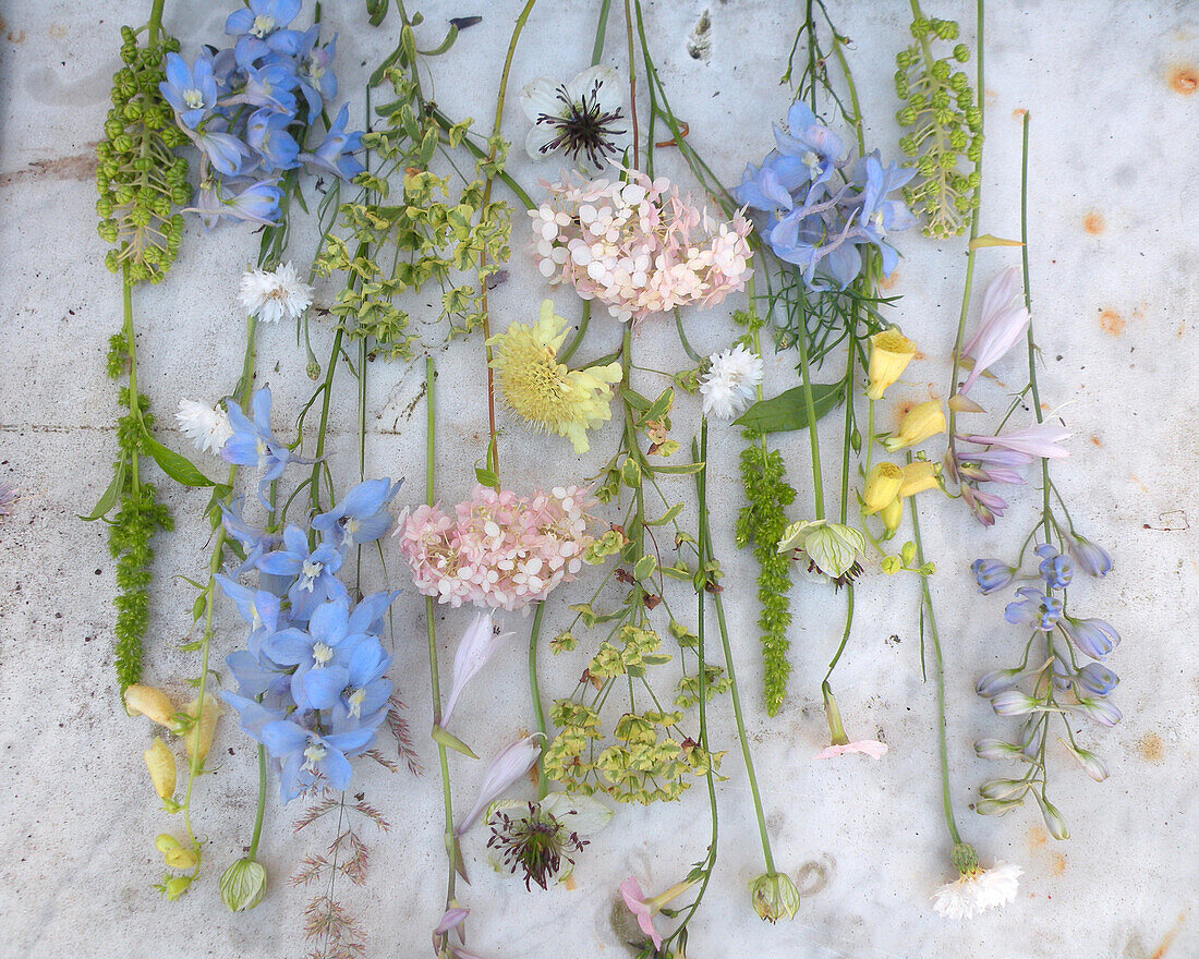 Blumentableau mit Gartenblumen, einzelne Blüten von Fingerhut, Rittersporn, Hortensie