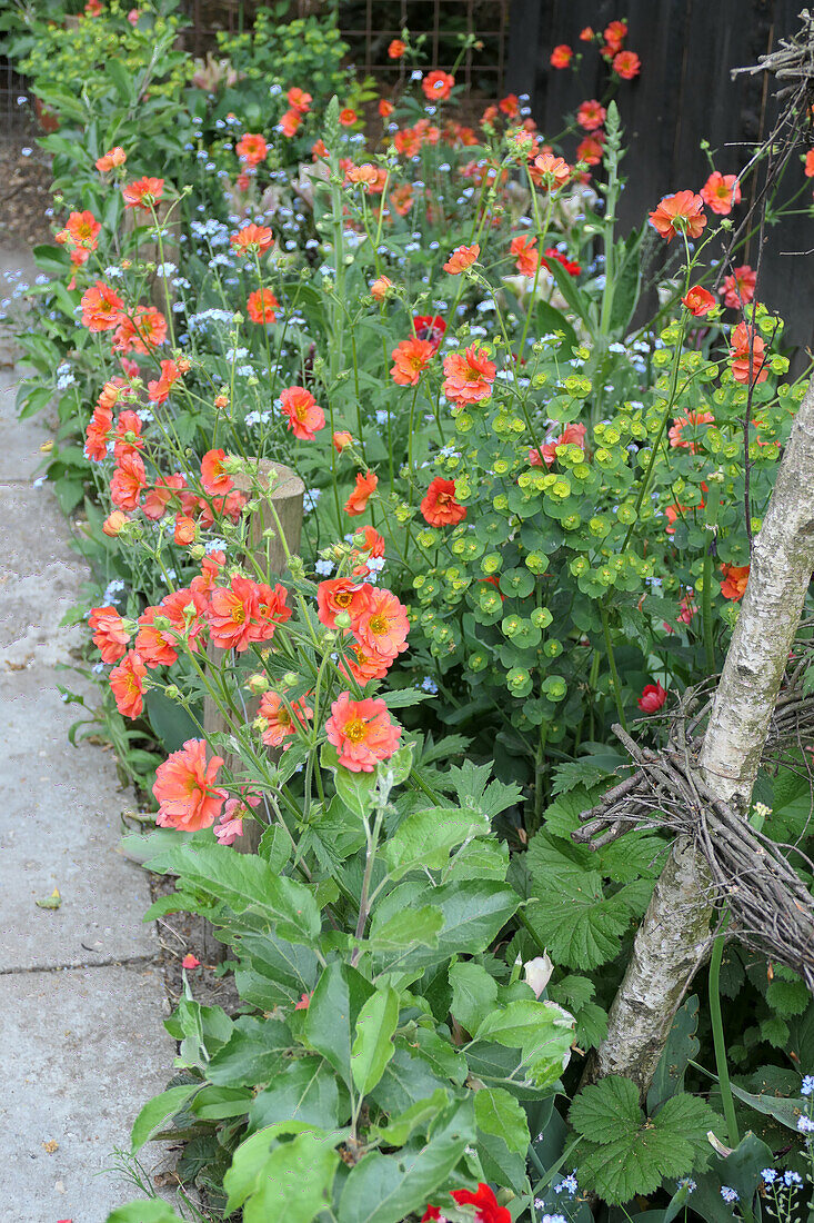 Spring flowers in the bed - spurge (Euphorbia), forget-me-not (Myosotis) and Avens (Geum)