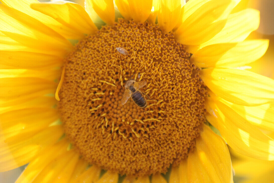 Sonnenblume mit Biene, (Helianthus annuus)