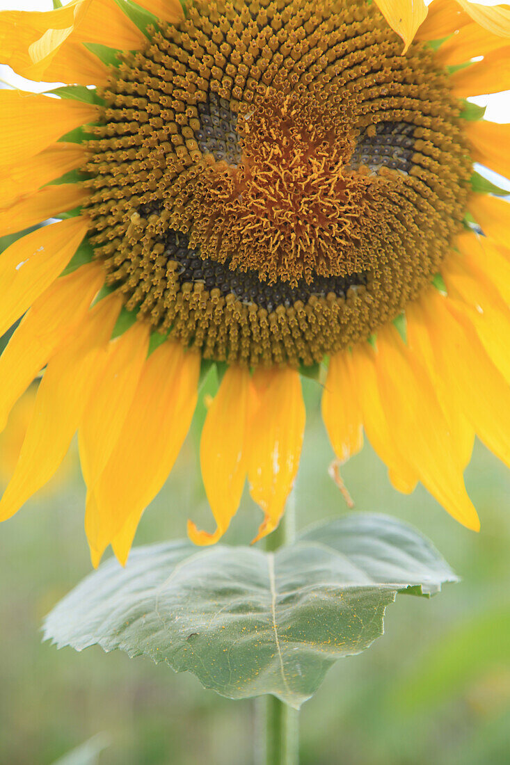 sonnenblume mit gesicht clipart flowers