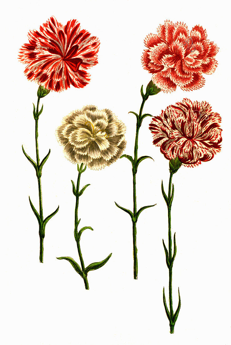 Caryophyllus hortensis, Digitally retouched illustration